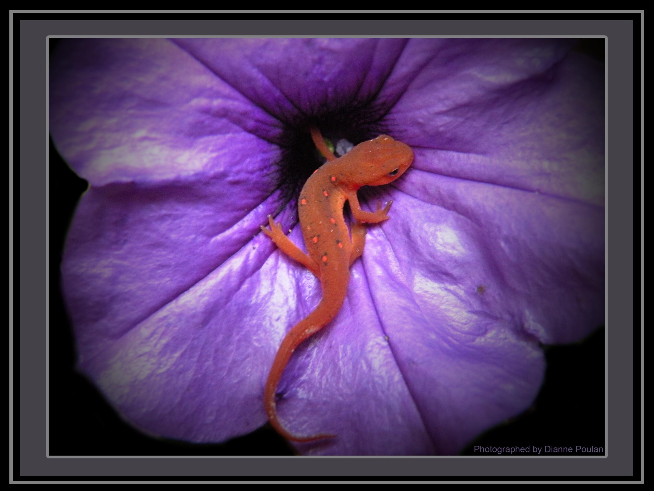 Salamander-Photo